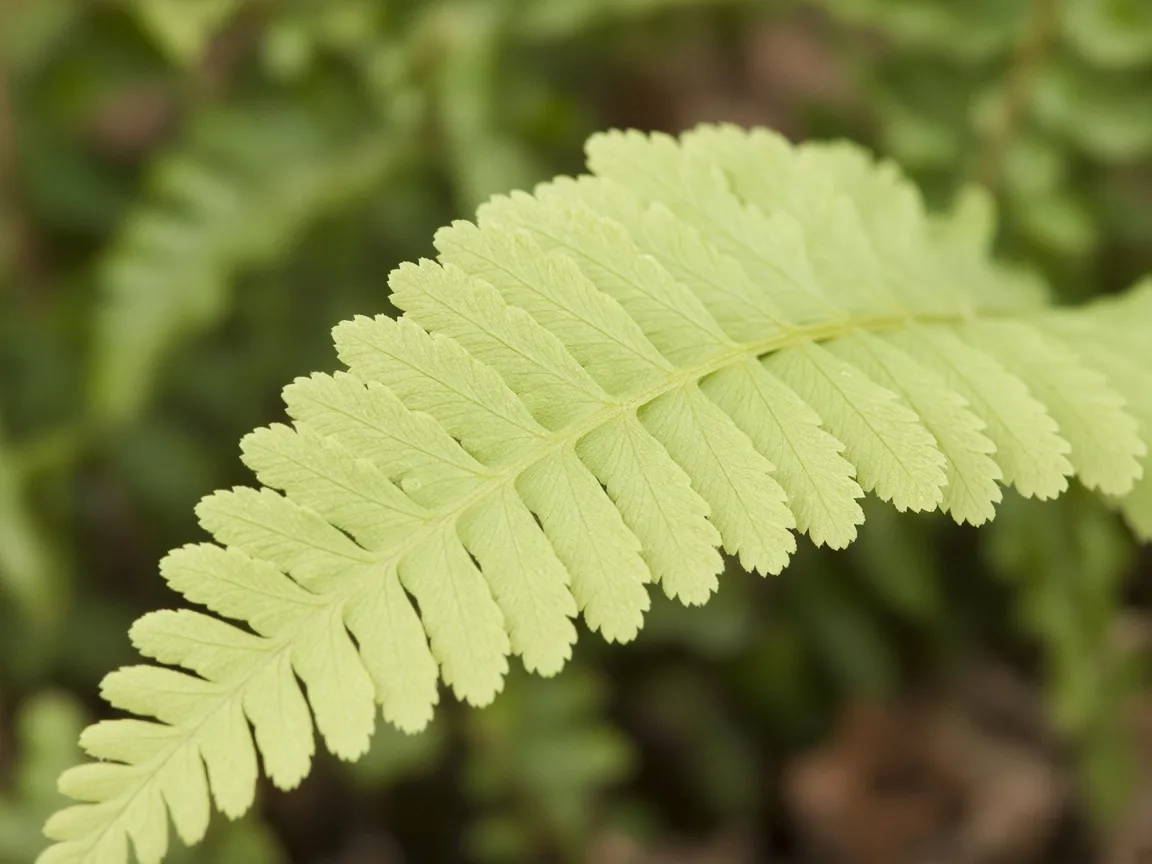 Close-up of nitrogen deficiency on Boston Fern - uniform pale yellow-green on older pinnae along a lower arching frond