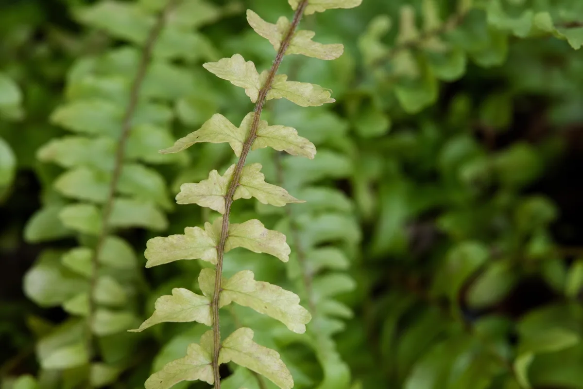 Close-up of Not Enough Light on Boston Fern - diagnostic detail