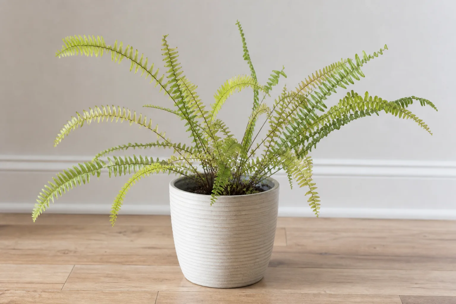 Not Enough Light on Boston Fern - visible symptom on the plant