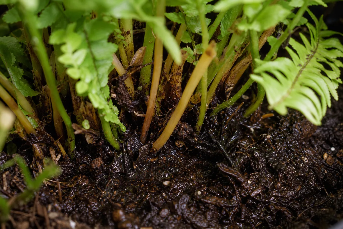 Close-up of Overwatering on Boston Fern - diagnostic detail