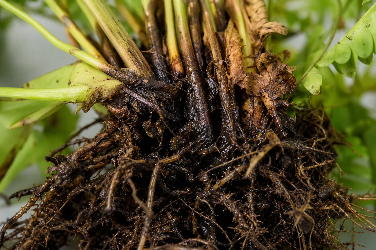 Close-up of Root Rot on Boston Fern - diagnostic detail