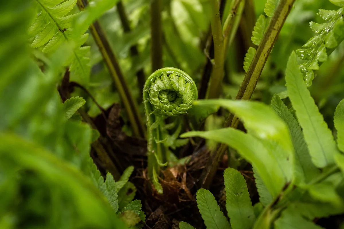 Close-up of Slow Growth on Boston Fern - diagnostic detail