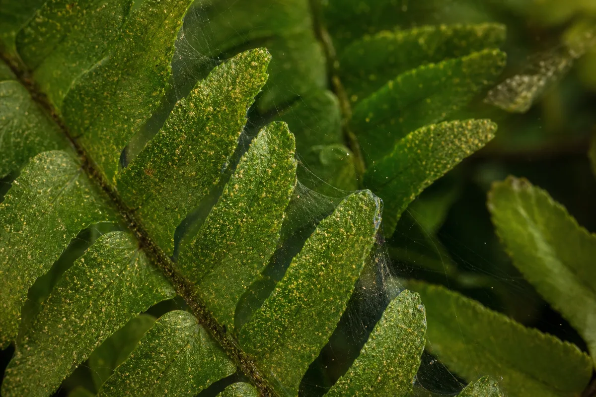 Close-up of Spider Mites on Boston Fern - diagnostic detail
