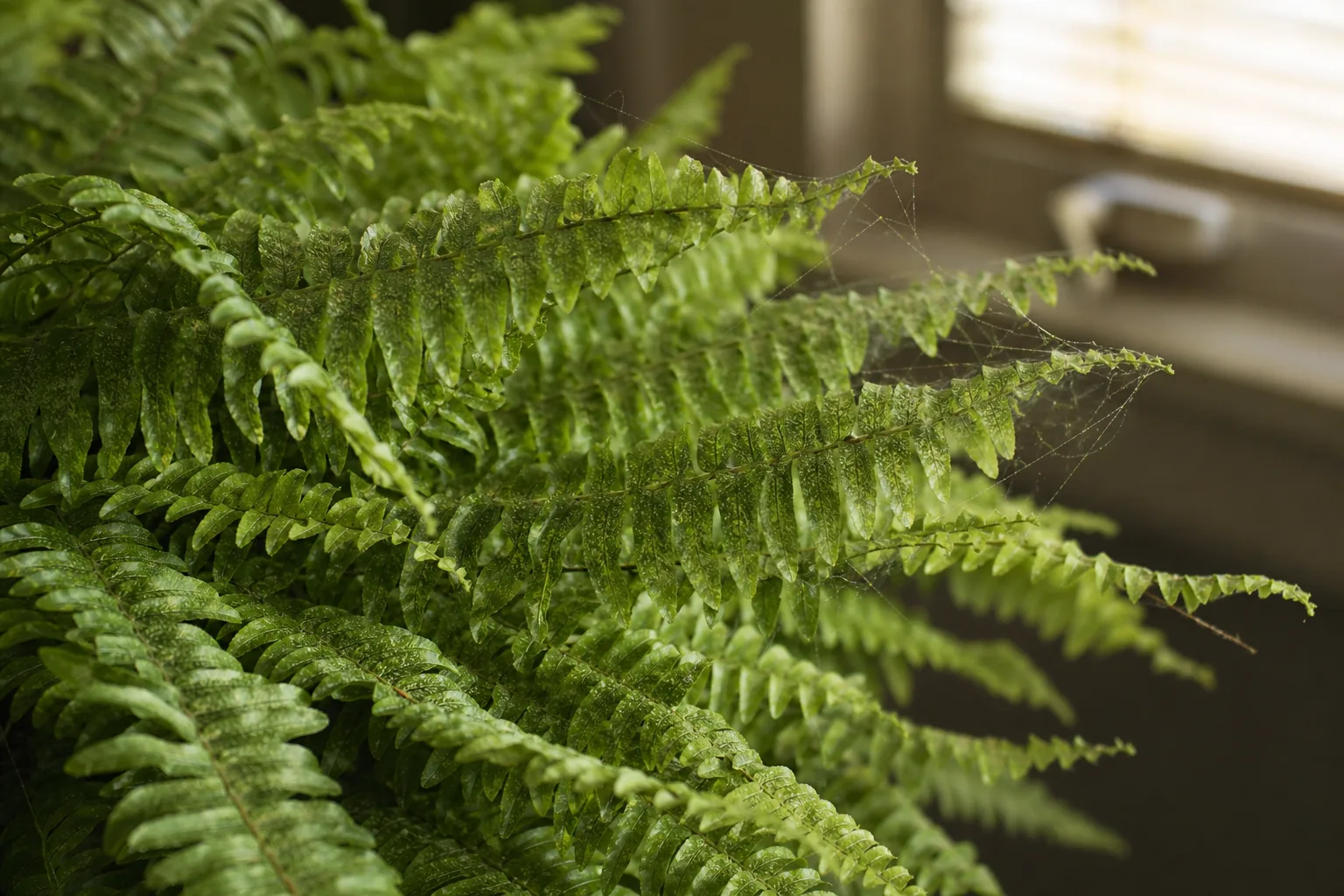 Spider Mites on Boston Fern - visible symptom on the plant