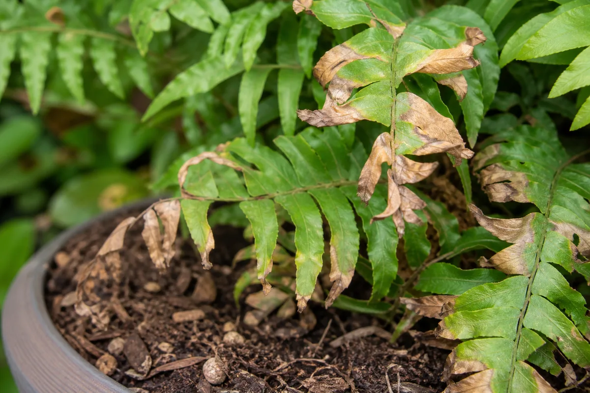 Close-up of Underwatering on Boston Fern - diagnostic detail