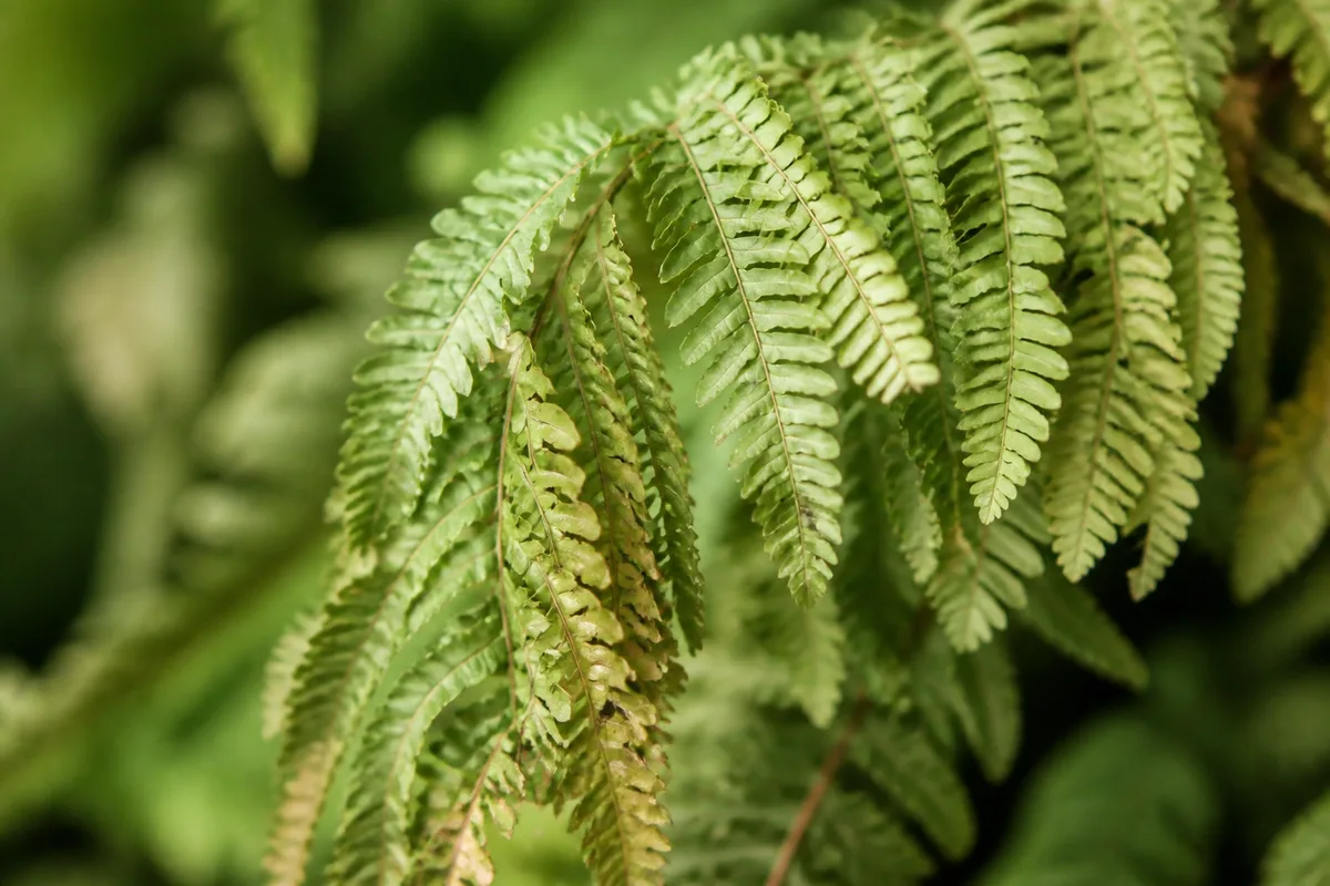 Close-up of Wilting on Boston Fern - diagnostic detail