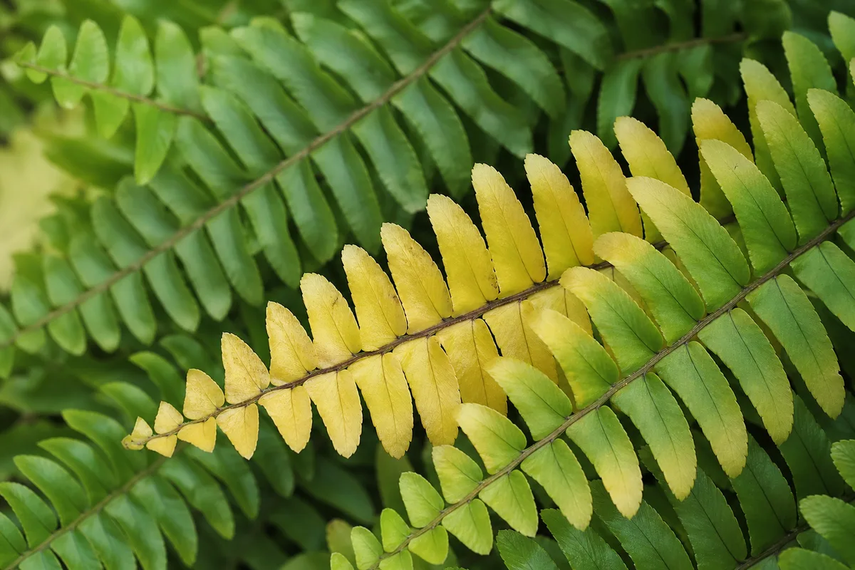Close-up of Yellow Leaves on Boston Fern - diagnostic detail
