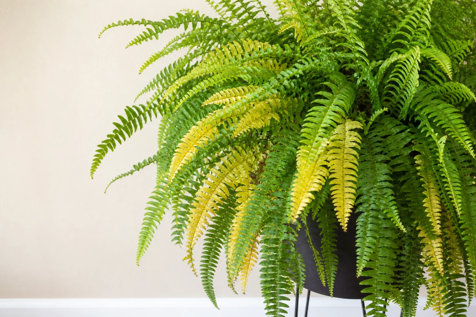 Yellow Leaves on Boston Fern - visible symptom on the plant
