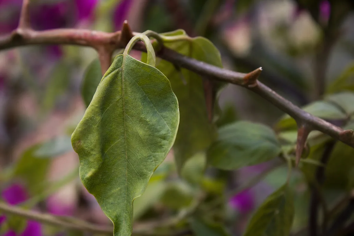 Close-up of Drooping Leaves on Bougainvillea - diagnostic detail