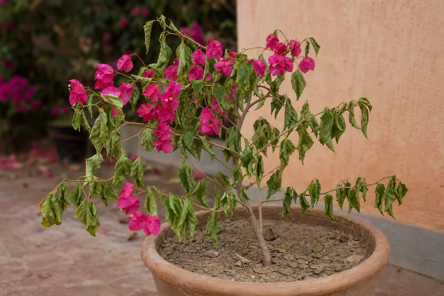 Drooping Leaves on Bougainvillea - visible symptom on the plant