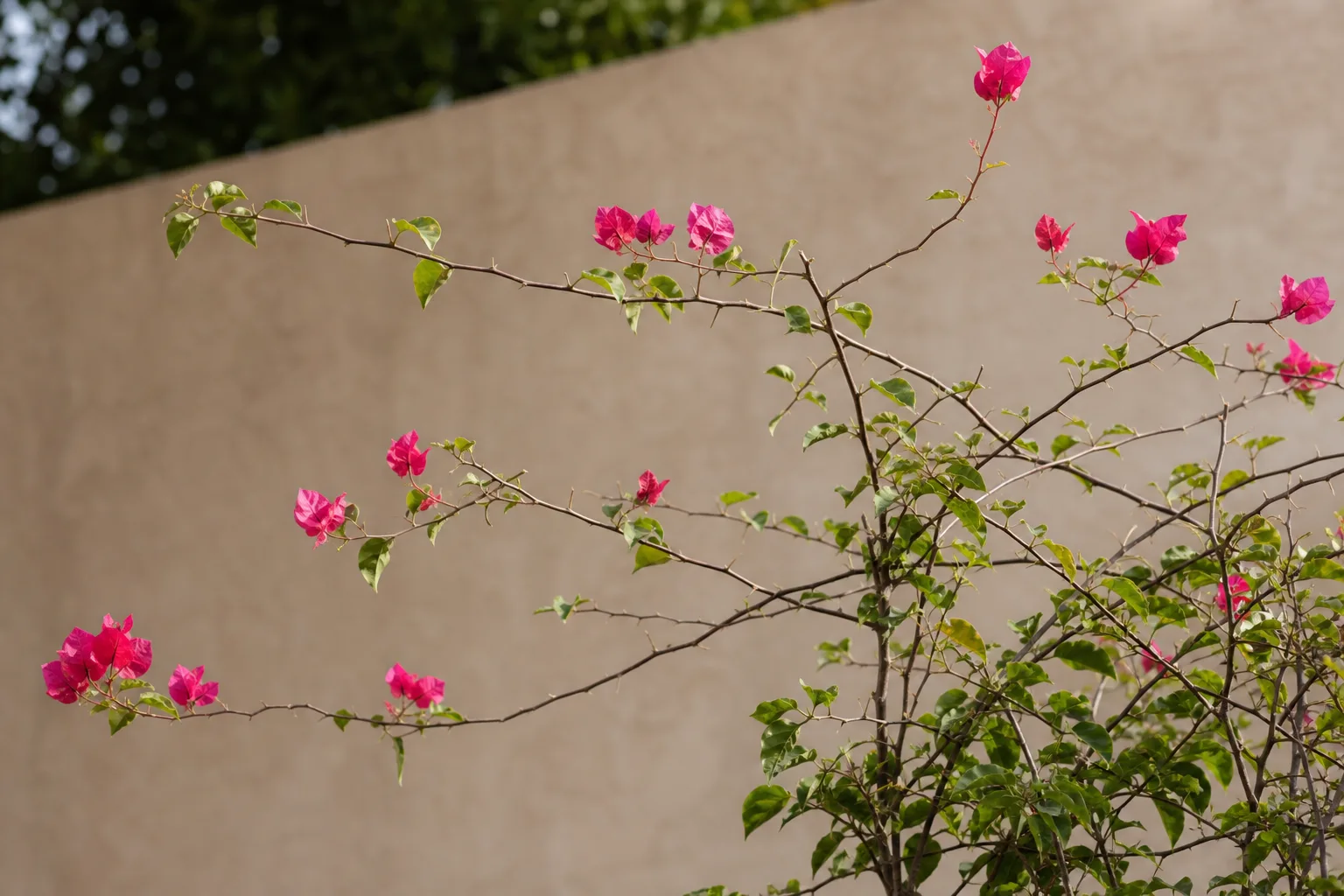Leggy Growth on Bougainvillea - visible symptom on the plant