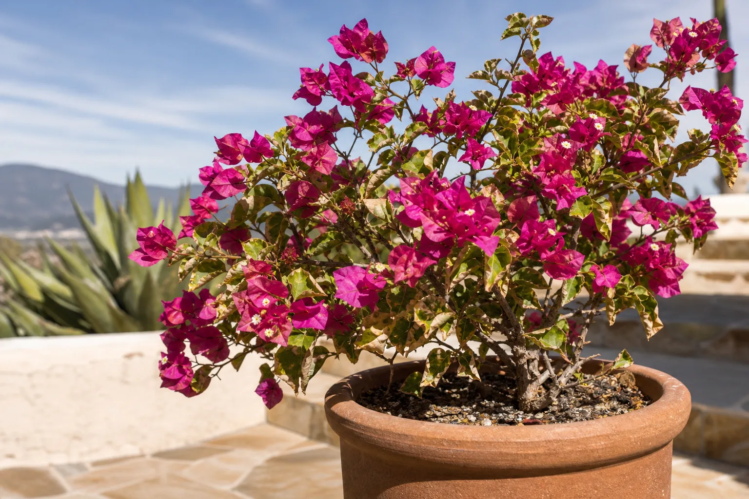 Low Humidity on Bougainvillea - visible symptom on the plant