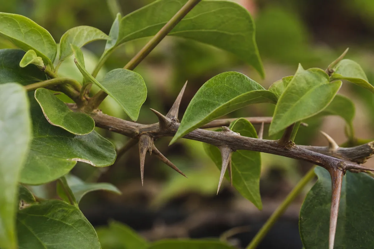 Close-up of No Flowers on Bougainvillea - diagnostic detail