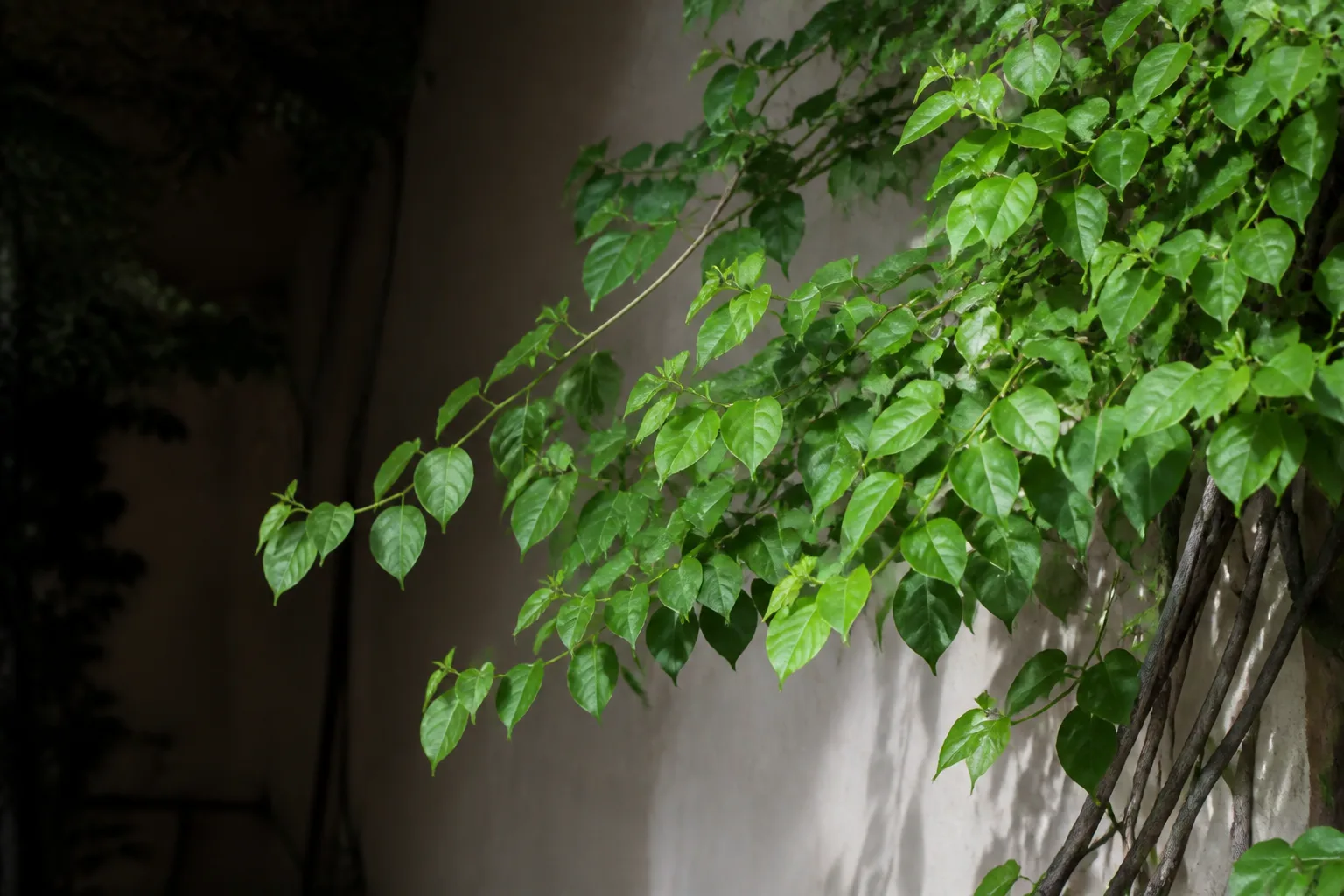 No Flowers on Bougainvillea - visible symptom on the plant