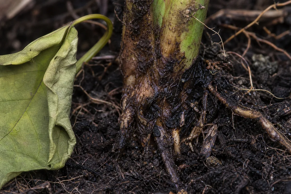 Close-up of Root Rot on Bougainvillea - diagnostic detail