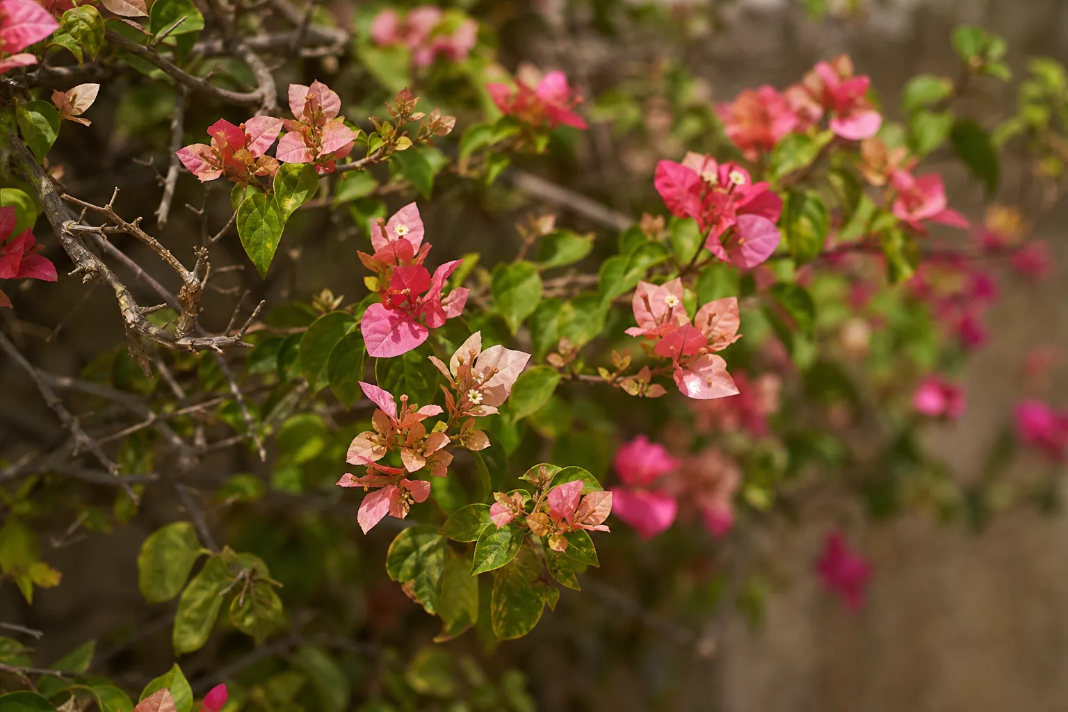 Small Flowers on Bougainvillea - visible symptom on the plant