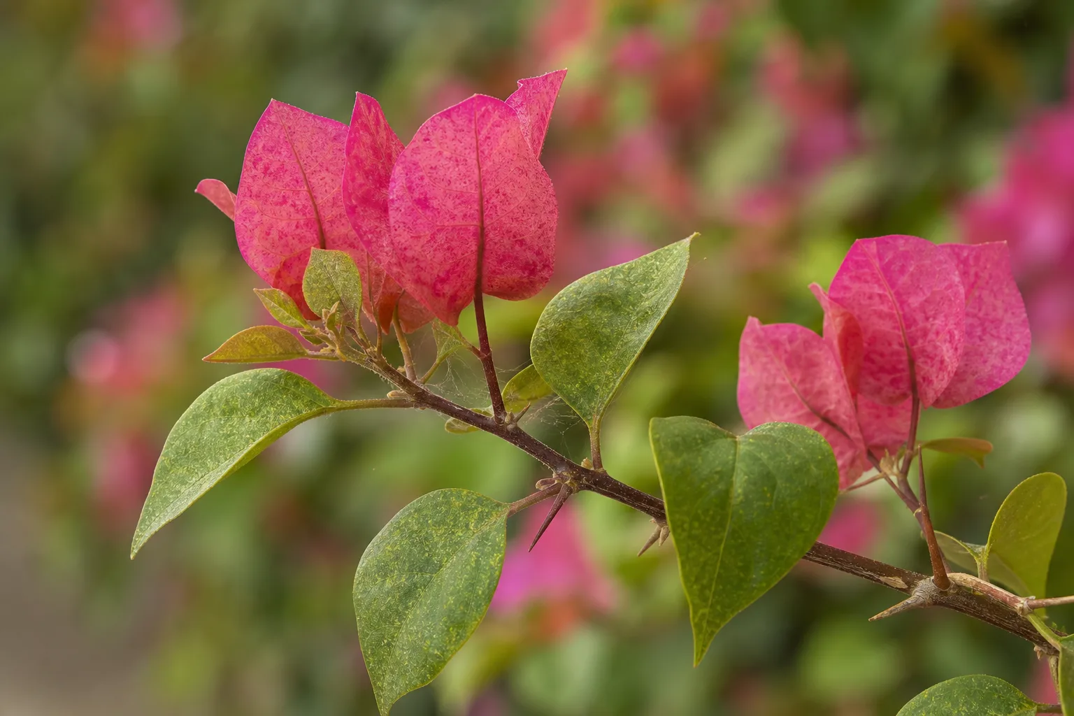 Spider Mites on Bougainvillea - visible symptom on the plant