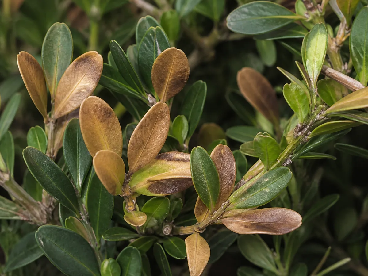 Boxwood leaves with mild to moderate browning beside healthy green foliage