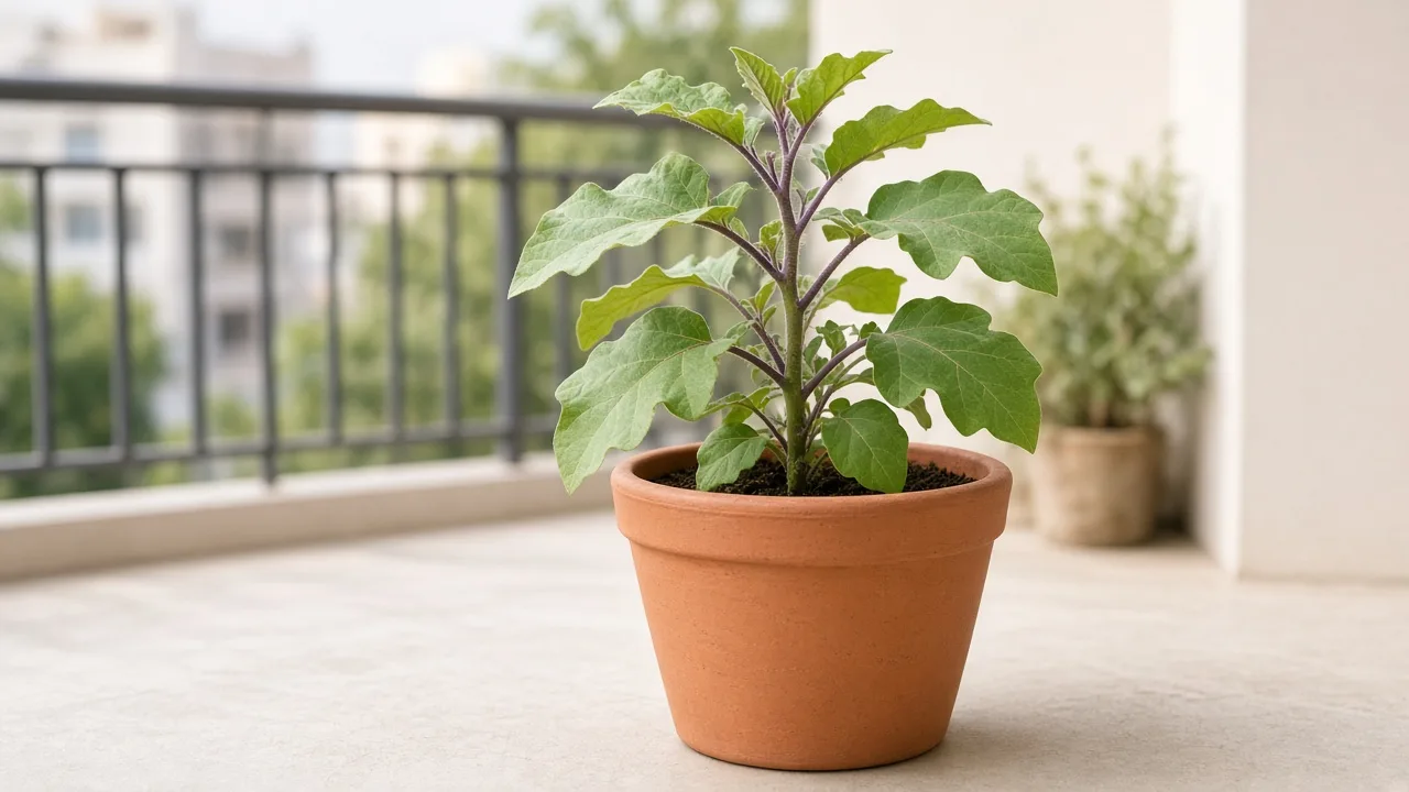 Slow growth on Brinjal — patio container eggplant with small tip leaves and no new flowers