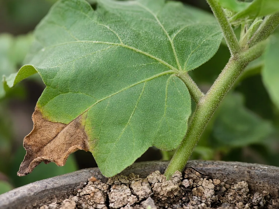 Close-up of underwatering on brinjal lobed leaves and dry mix