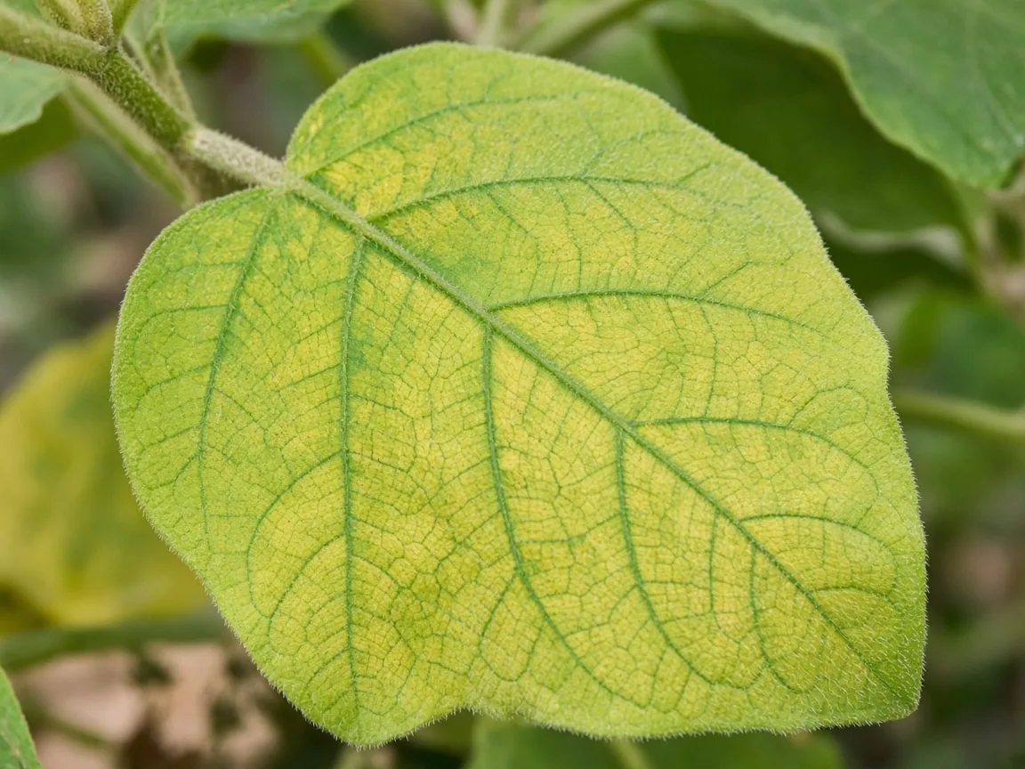 Close-up of yellow leaves on brinjal — chartreuse lower eggplant leaf with green veins