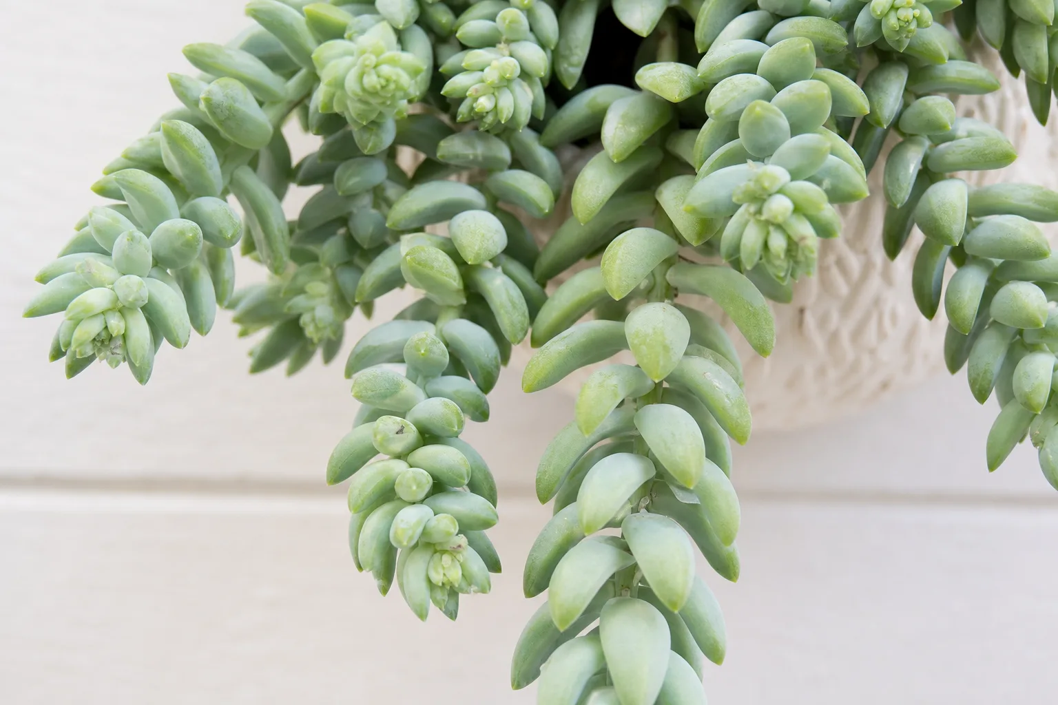 Aphids on Burro's Tail - visible symptom on the plant