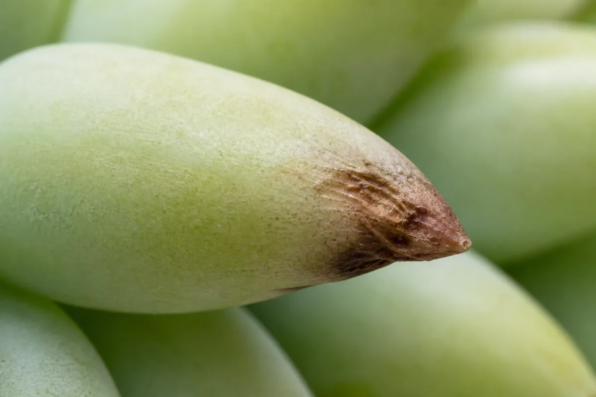 Close-up of Brown Tips on Burro's Tail - diagnostic detail