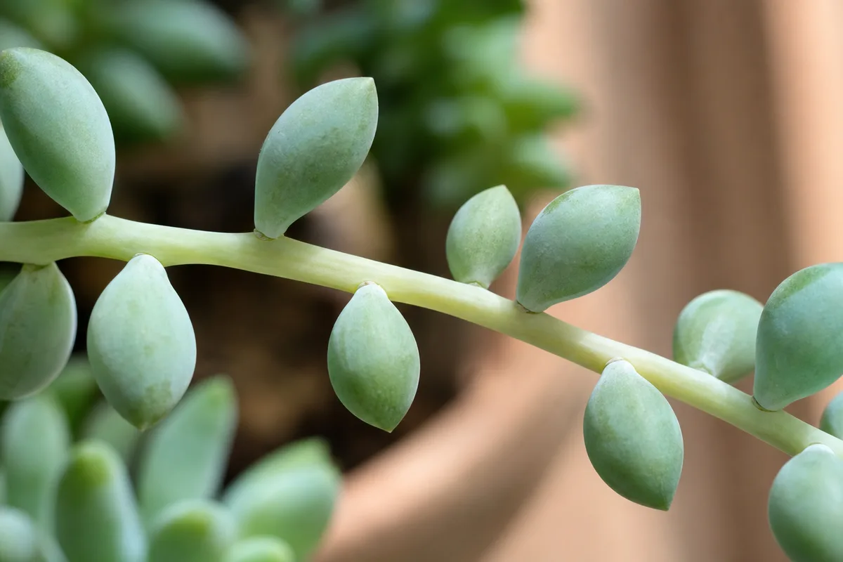 Close-up of Leggy Growth on Burro's Tail - elongated internodes with gappy spacing between beads