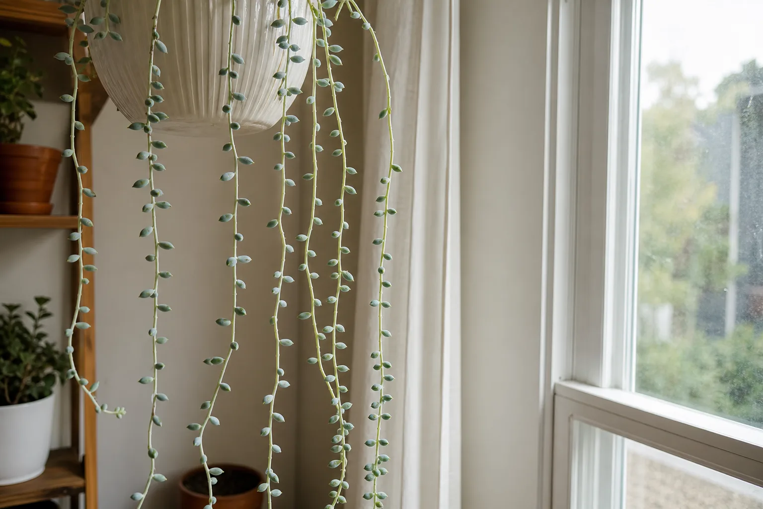 Leggy Growth on Burro's Tail - gappy etiolated trailing strands with elongated internodes