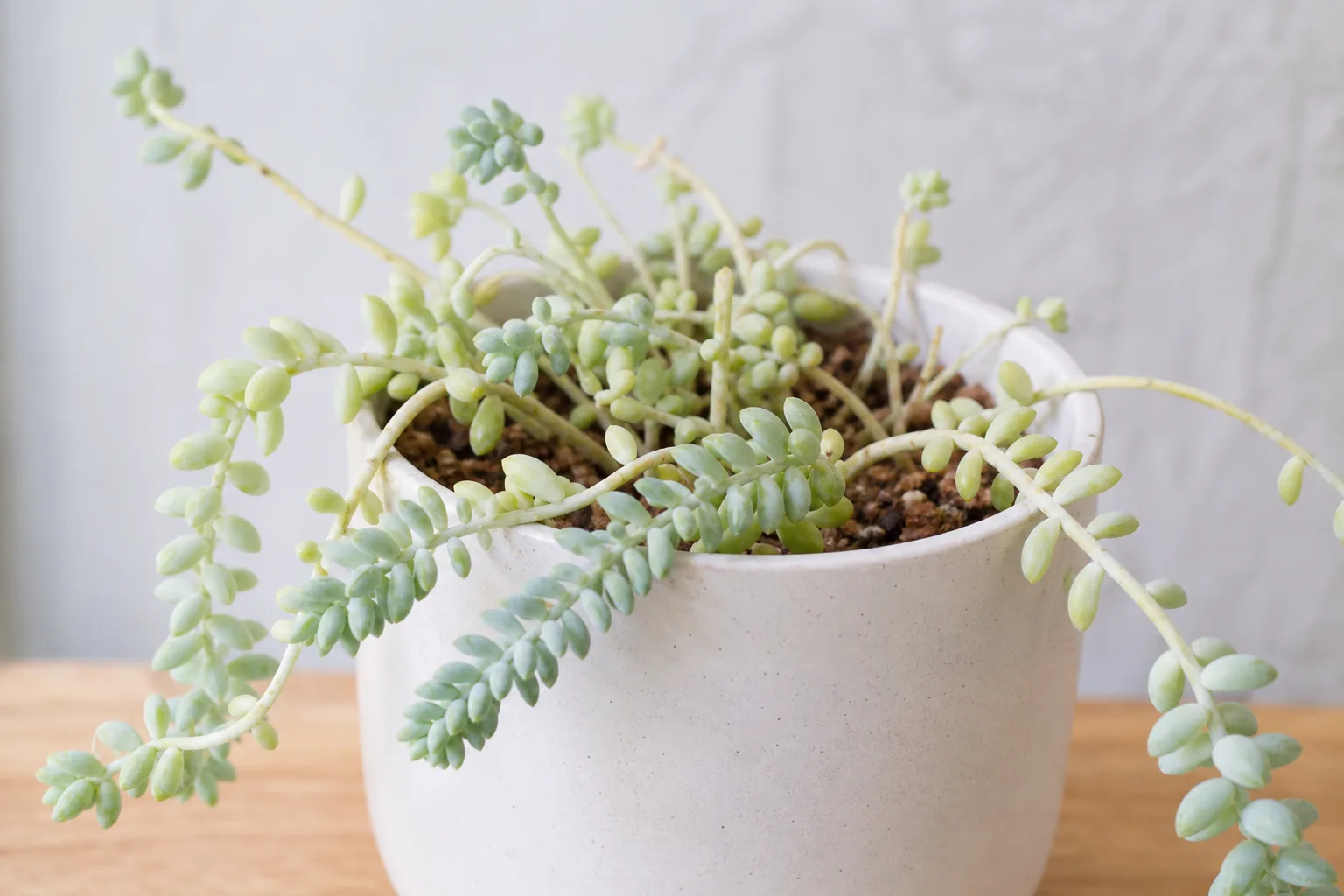 Not Enough Light on Burro's Tail - visible symptom on the plant