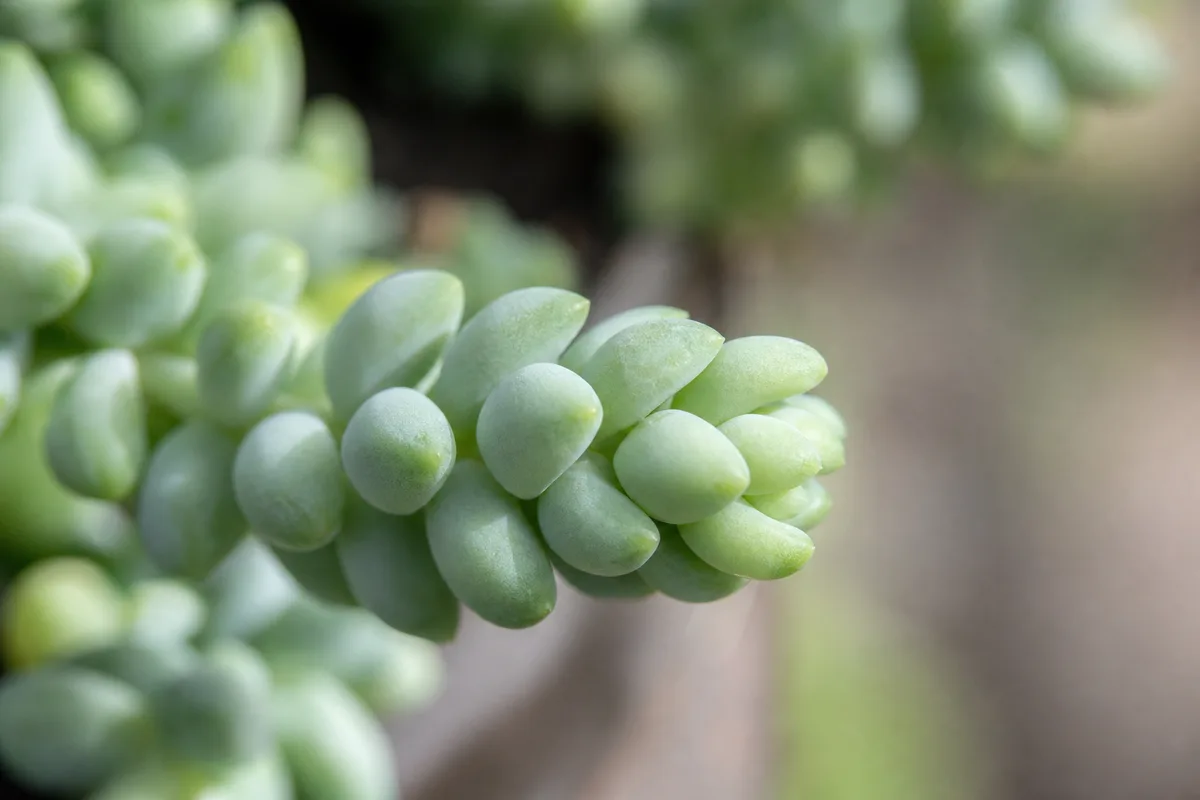 Close-up of Slow Growth on Burro's Tail - diagnostic detail