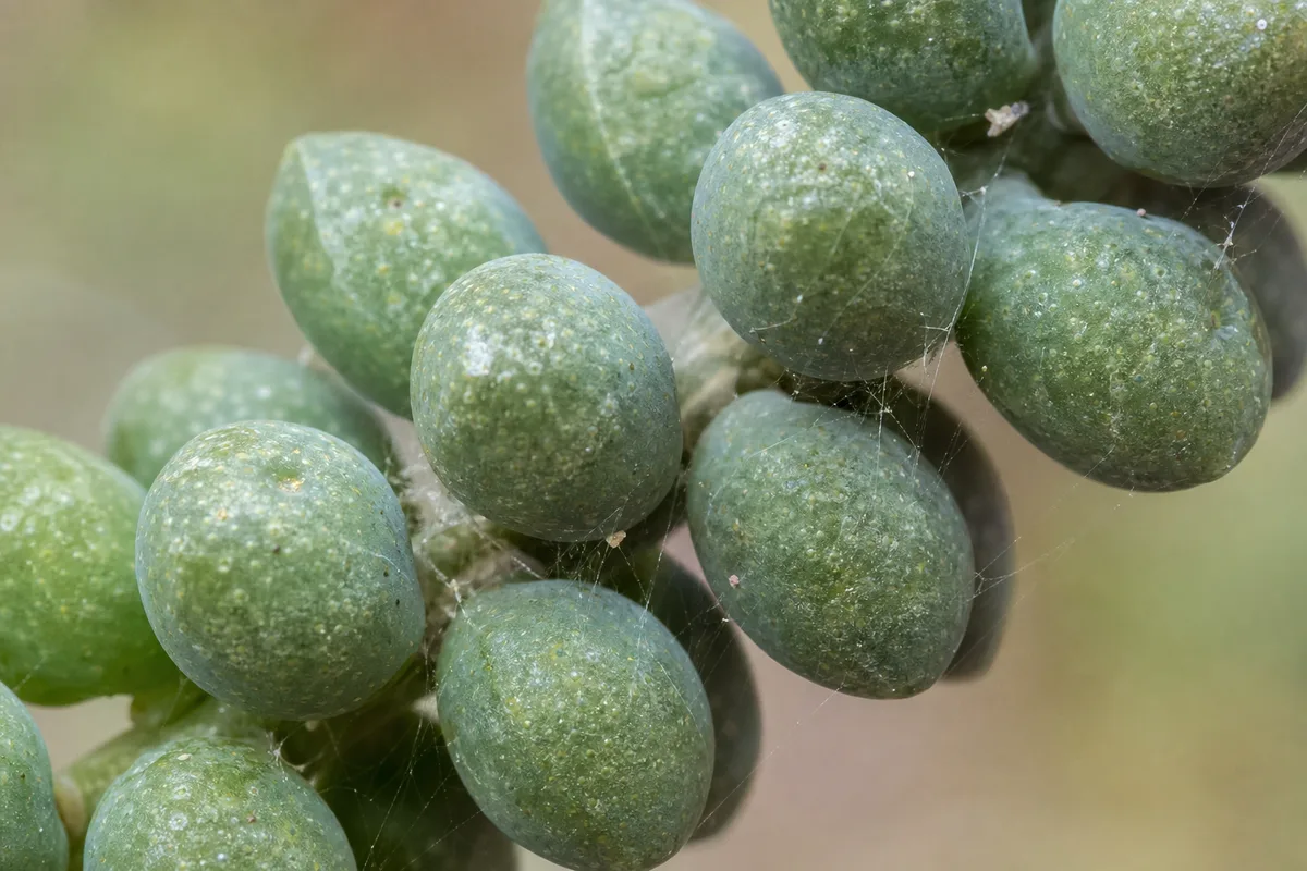 Close-up of Spider Mites on Burro's Tail - diagnostic detail