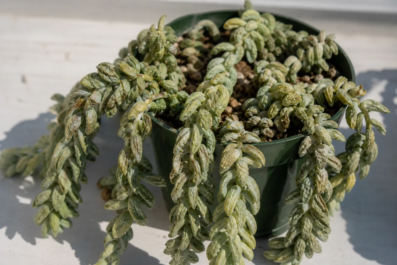 Underwatering on Burro's Tail - visible symptom on the plant