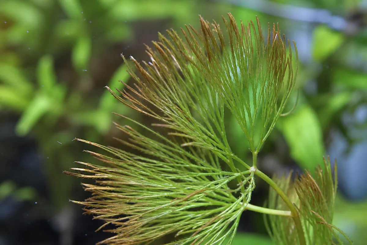 Close-up of Brown Tips on Cabomba - diagnostic detail