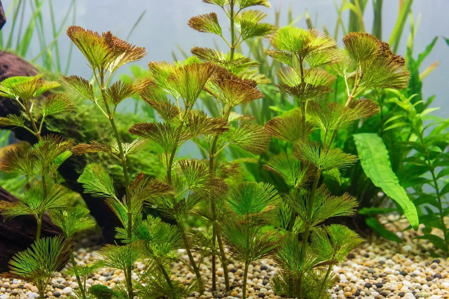 Brown Tips on Cabomba - visible symptom on the plant