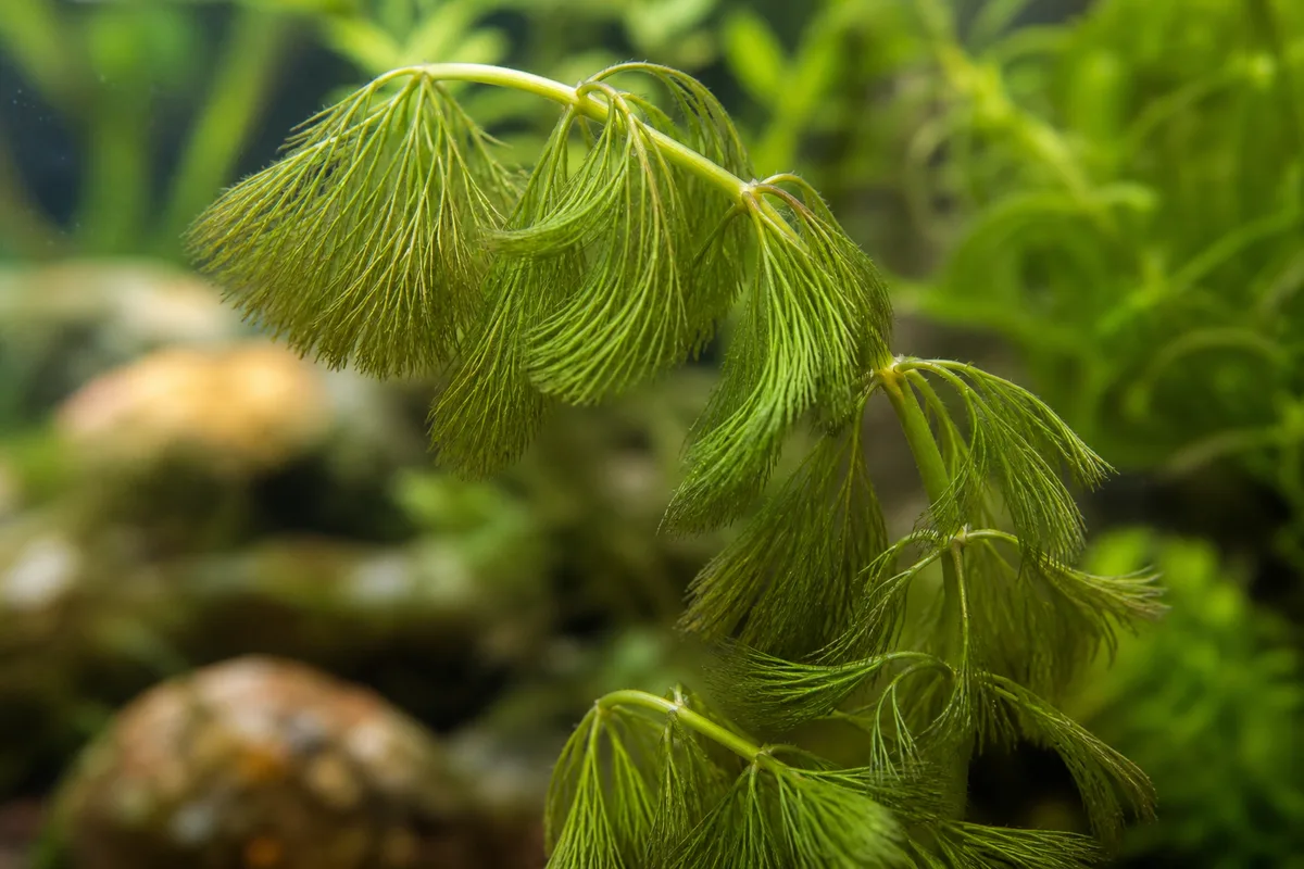 Close-up of Drooping Leaves on Cabomba - diagnostic detail