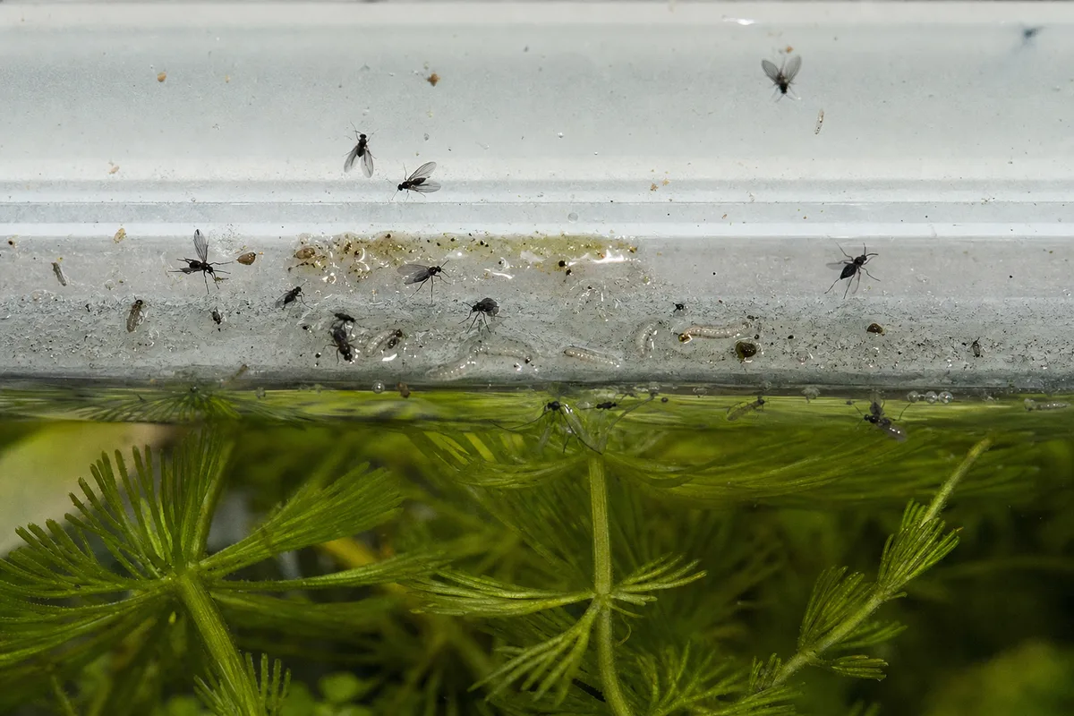 Close-up of Fungus Gnats on Cabomba — diagnostic detail