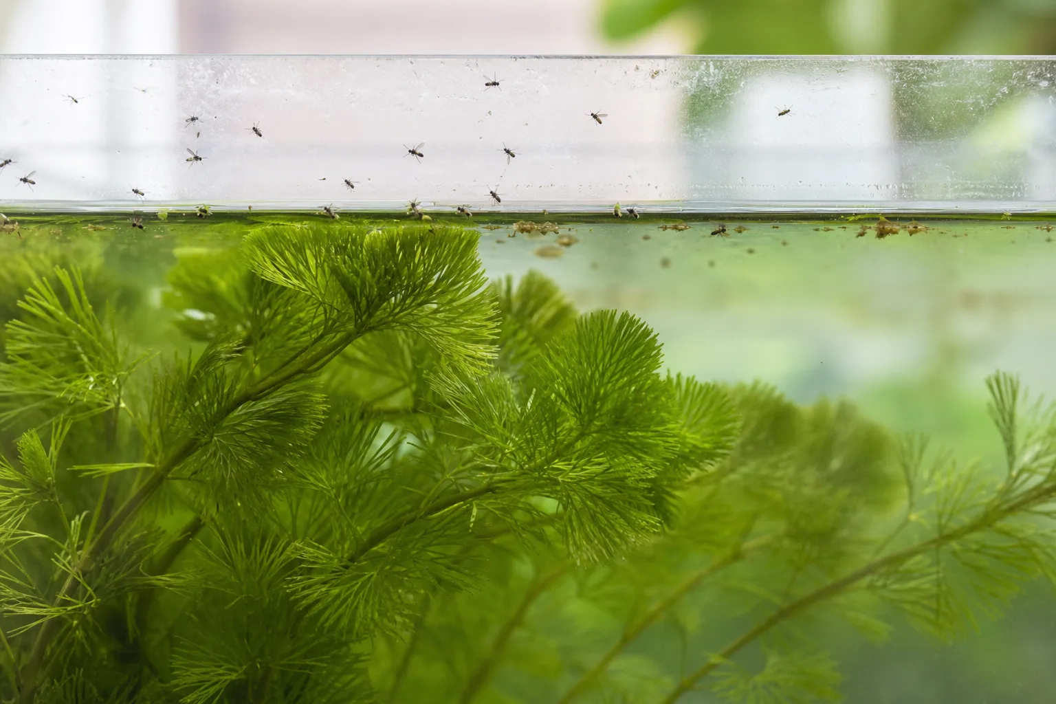 Fungus gnats near a Cabomba tank rather than breeding on submerged stems