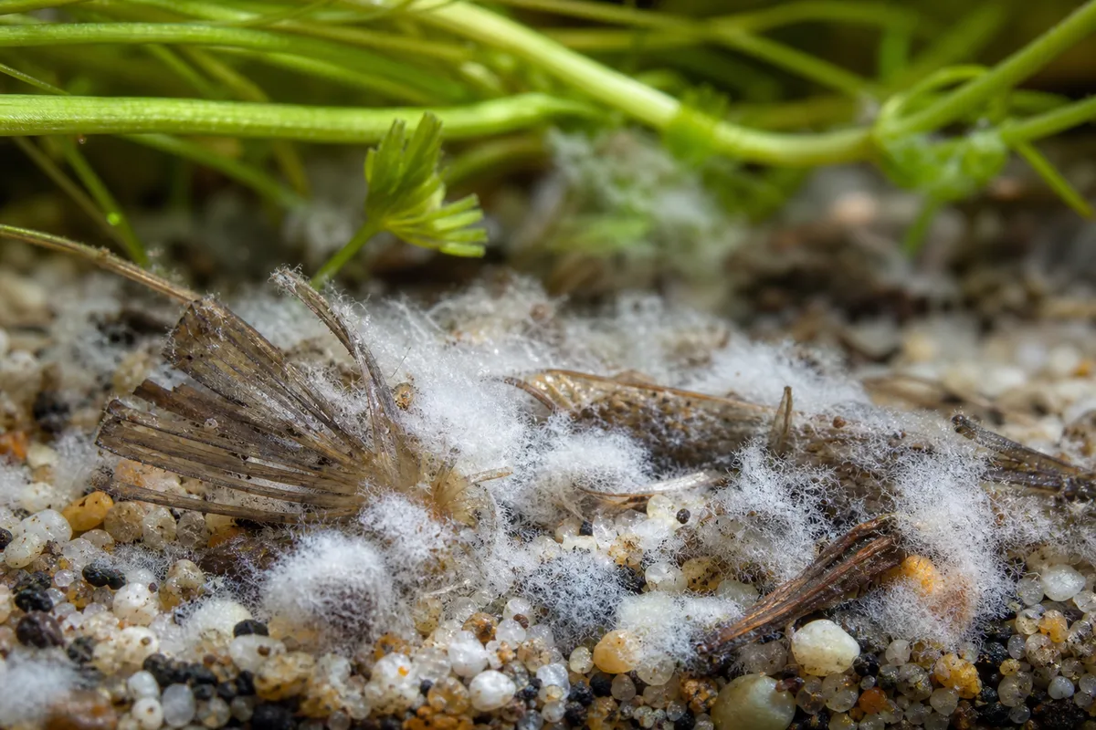 Close-up of mold on aquarium substrate under Cabomba - white fuzzy tufts on gravel around decaying fan leaves
