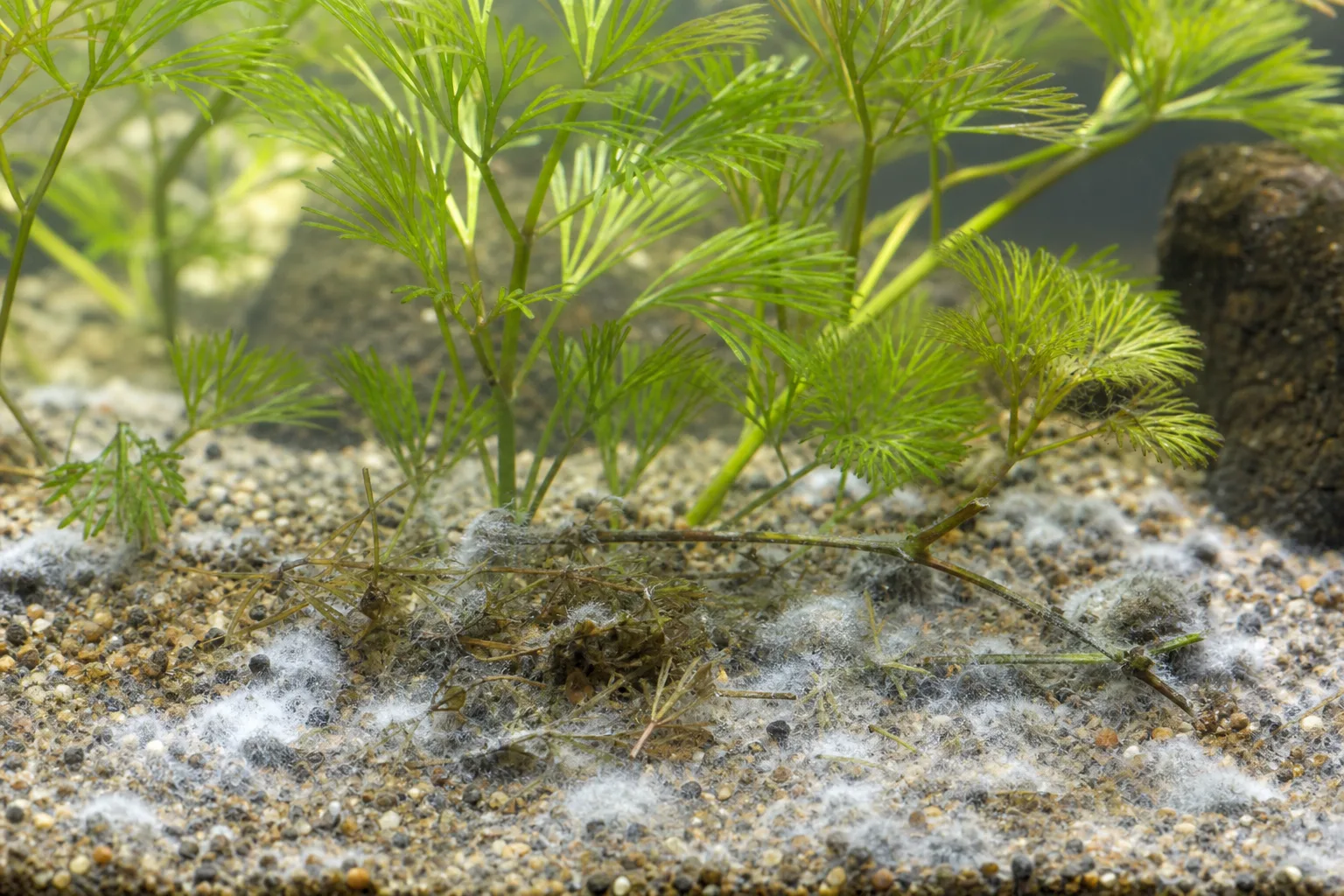 Mold on soil on Cabomba - white cottony fuzz on aquarium gravel around sunken fan leaves