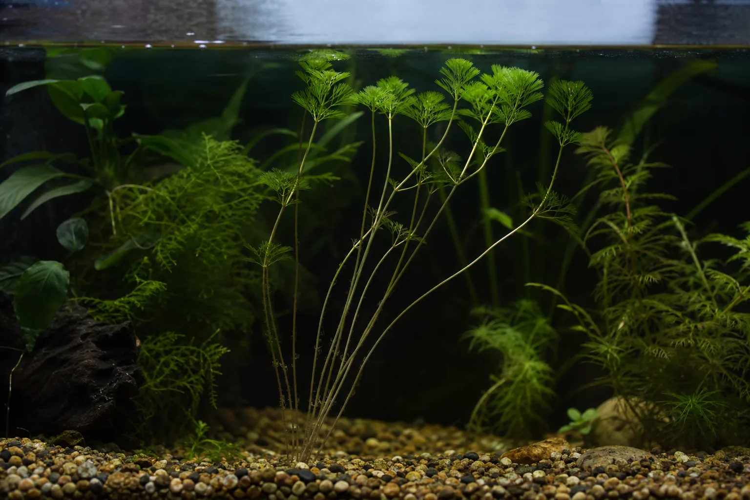 Not enough light on Cabomba - bare lower stems with leggy sparse feathery growth toward the surface