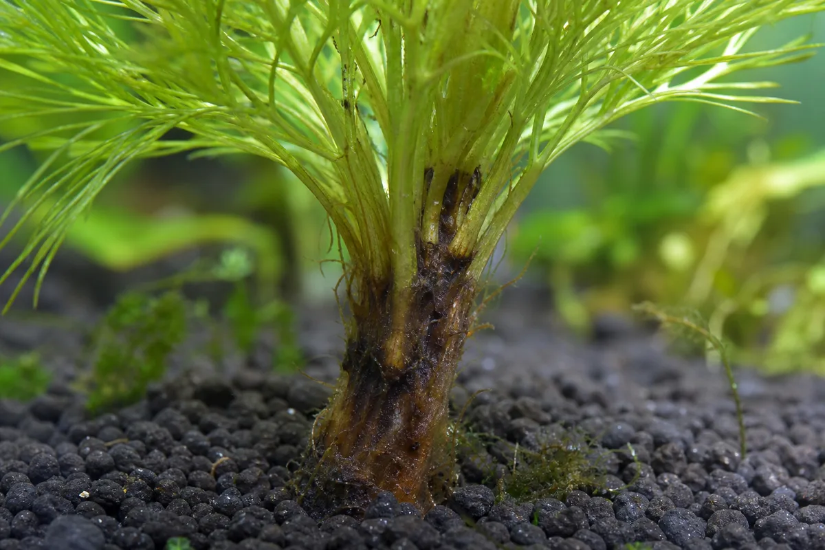 Close-up of Root Rot on Cabomba - diagnostic detail