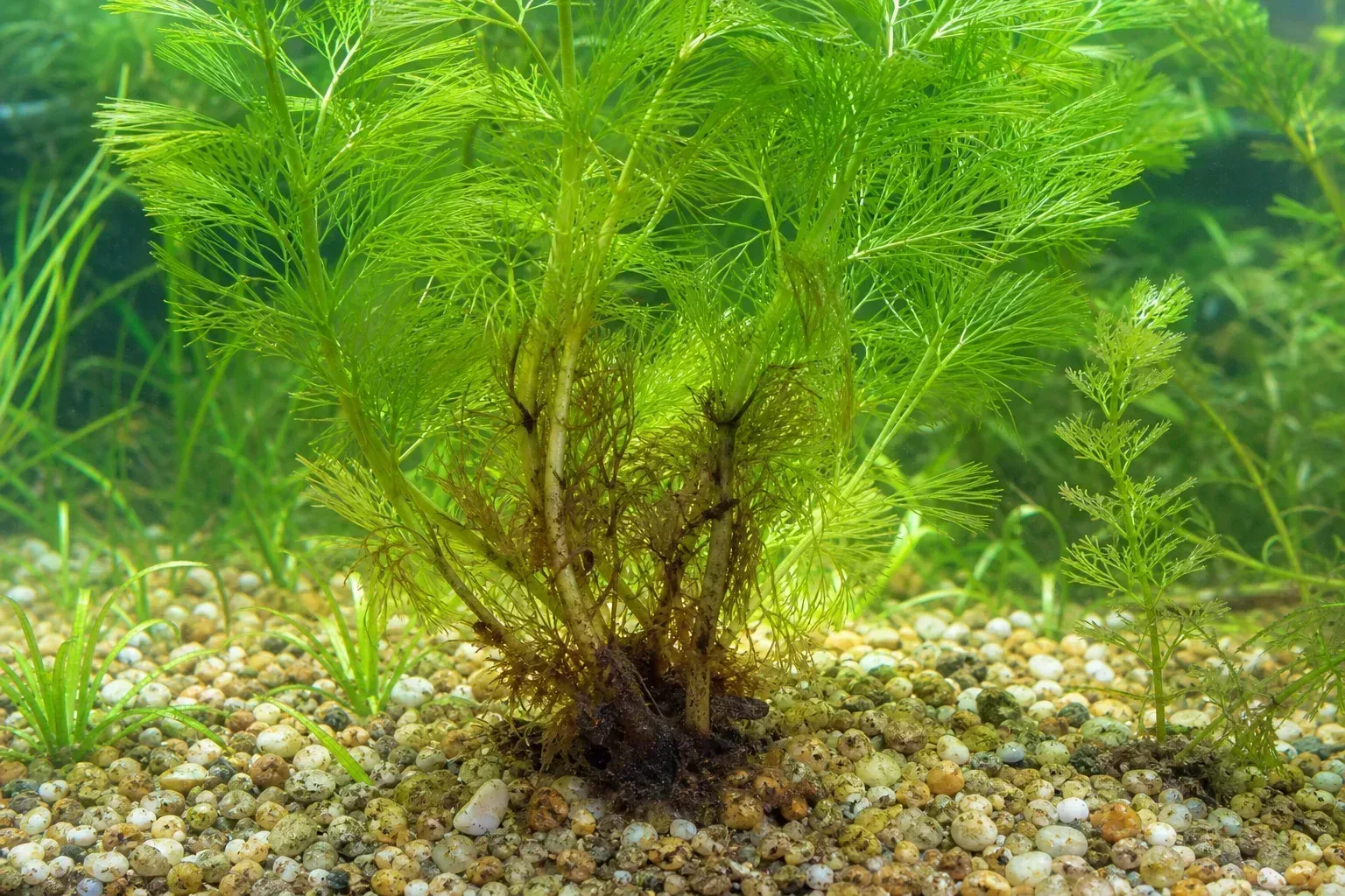 Root Rot on Cabomba - visible symptom on the plant