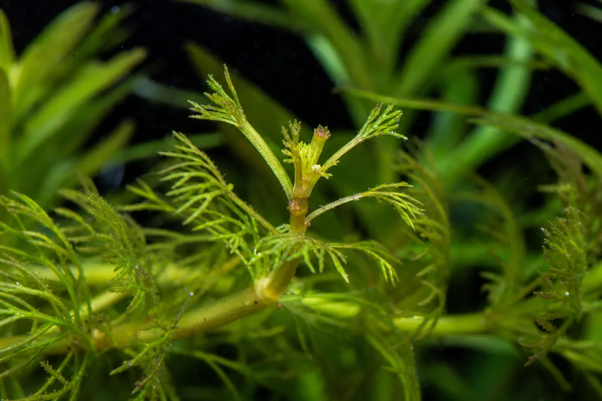 Close-up of Slow Growth on Cabomba - diagnostic detail