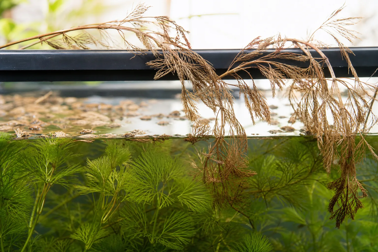 Underwatering on Cabomba - tan brittle crispy needles on stem sections exposed above the waterline