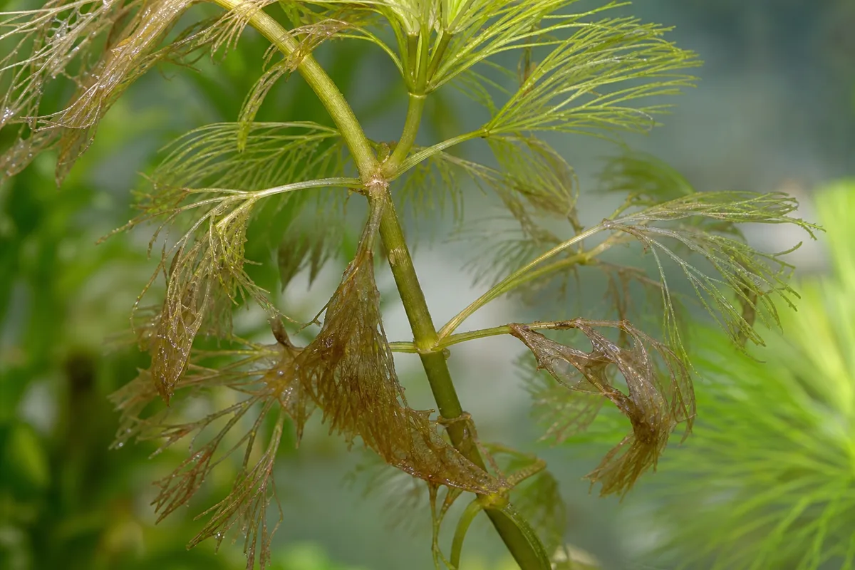 Close-up of Wilting on Cabomba - diagnostic detail
