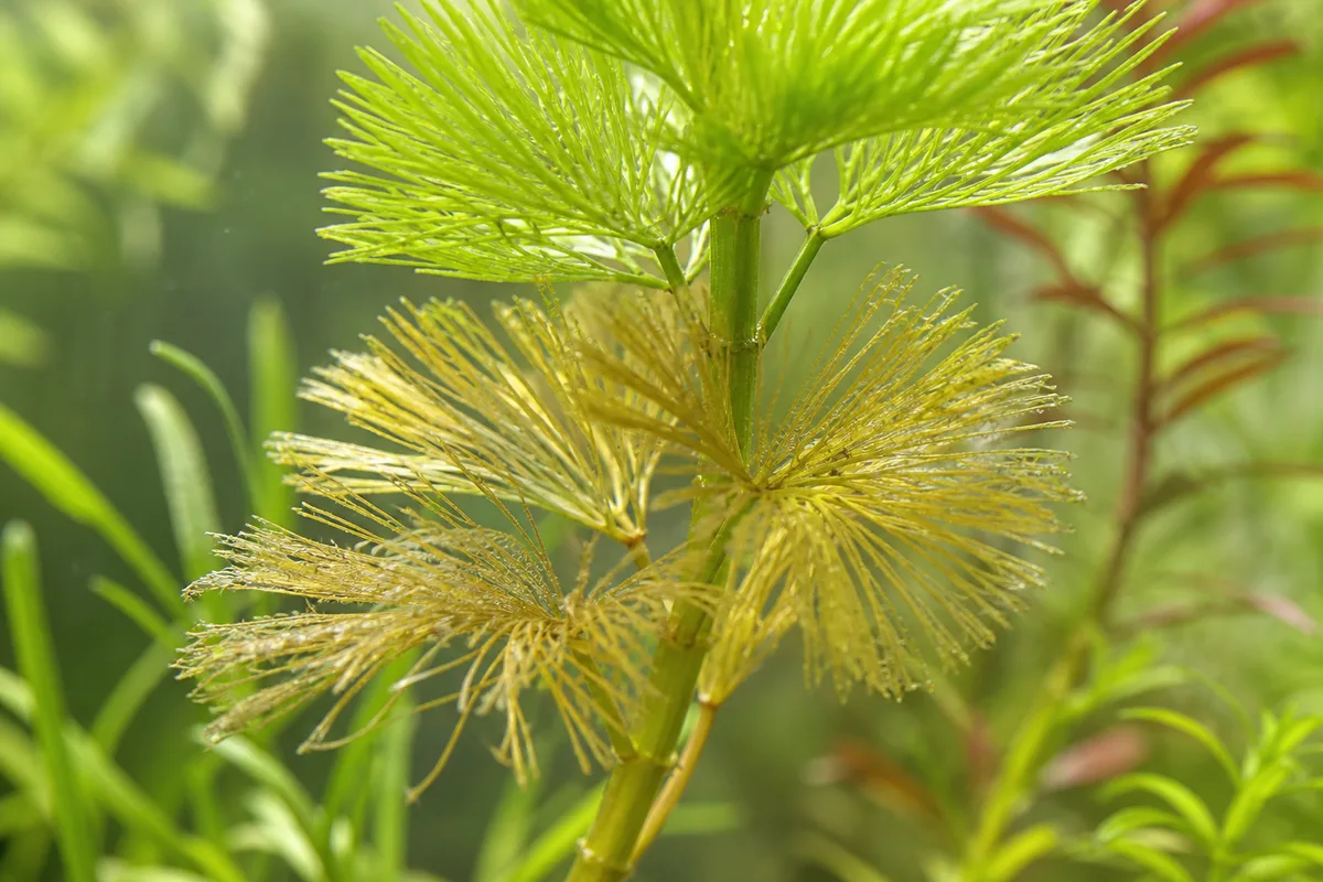 Close-up of yellow leaves on Cabomba - translucent glassy yellow-brown melting whorl shedding fine needles