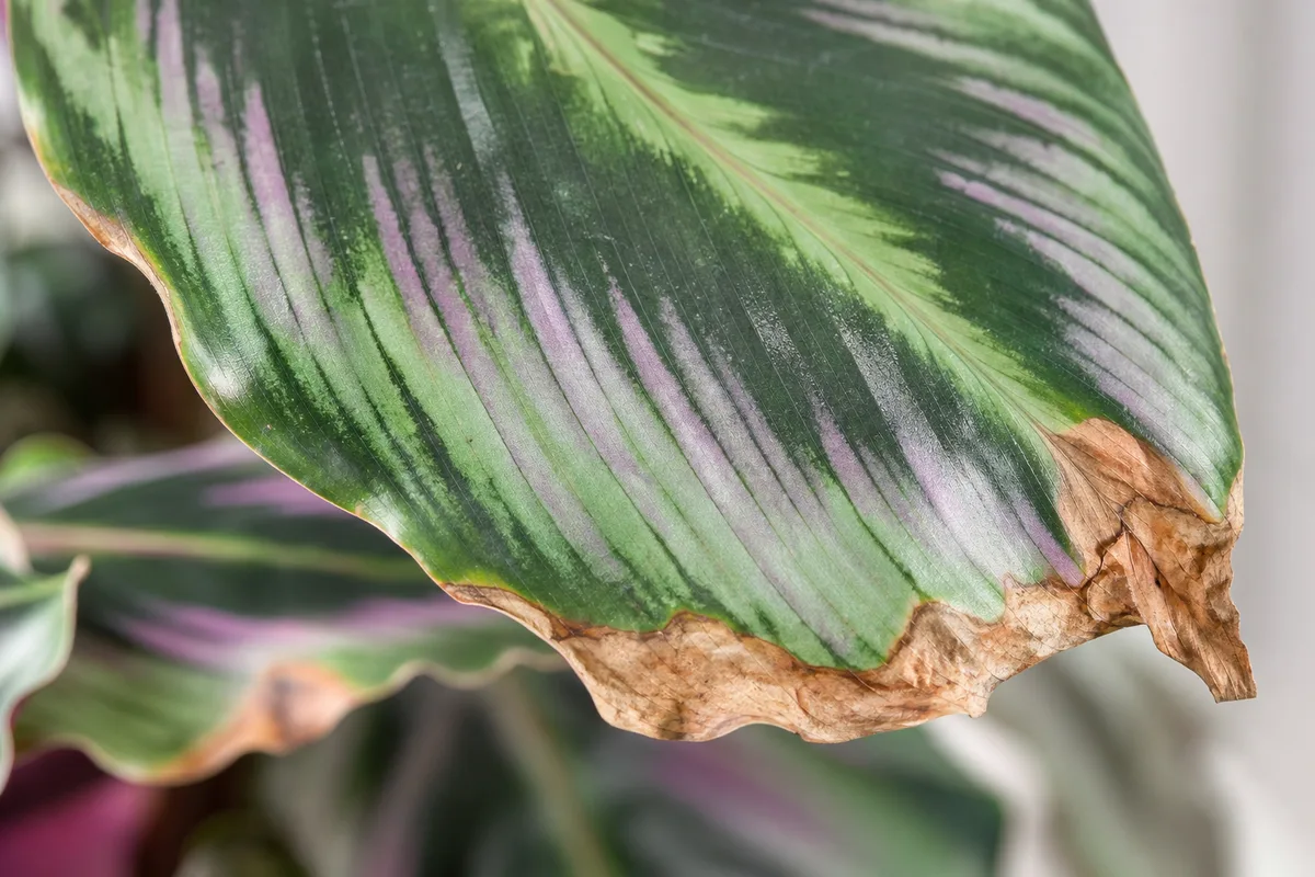 Close-up of Brown Tips on Calathea - diagnostic detail