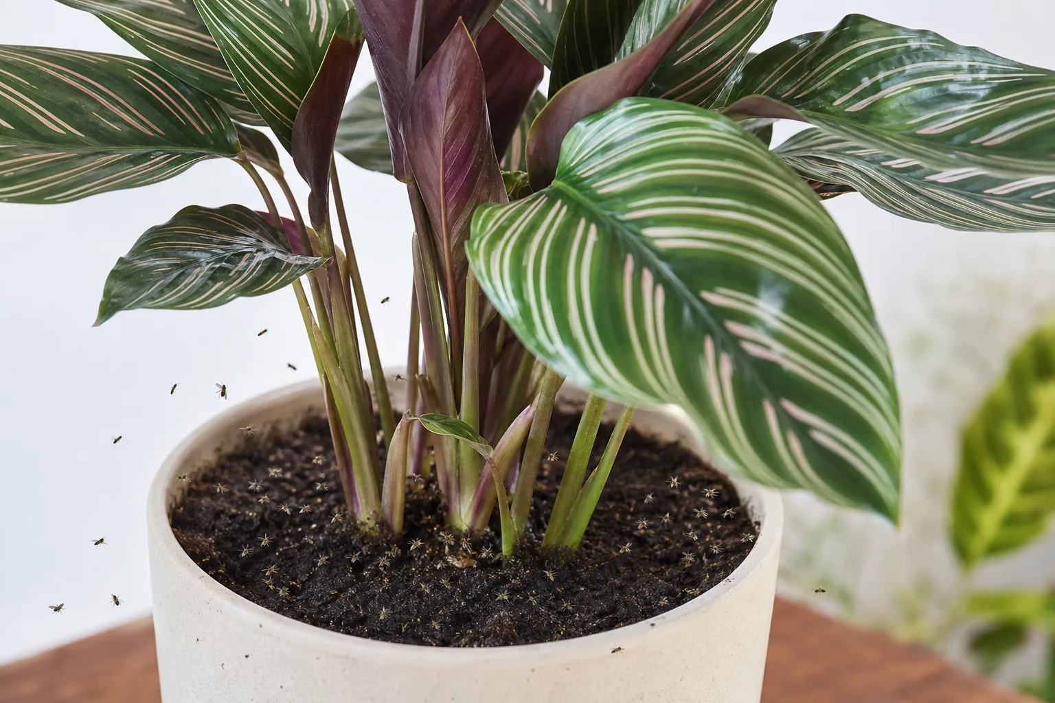 Fungus Gnats on Calathea - visible symptom on the plant