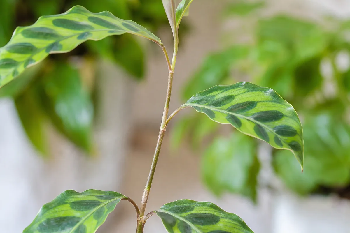 Close-up of Leggy Growth on Calathea - diagnostic detail
